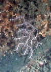 Alcyonacea