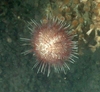 Echinidae
