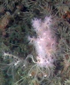 Alcyonacea
