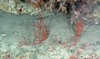 Alcyonacea