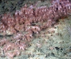 Scleractinia