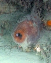 Geodia