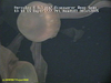 Stygiomedusa jelly