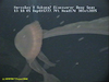 Stygiomedusa jelly