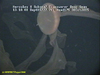 Stygiomedusa jelly
