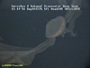 Stygiomedusa jelly