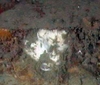 Geodia
