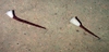 Hyalonema apertum