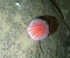 Echinus