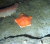 Asteroidea