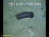 Benthurian sea cucumber