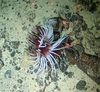 Cnidaria