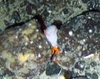 Porifera Cup