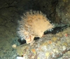 Cnidaria