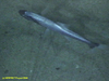 Tripod fish