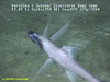 Tripod fish