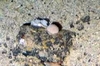 Porifera Spherical