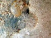 Hydrozoa
