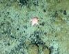 Asteroidea