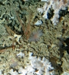 Actinaria