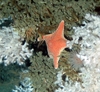 Hippasteria