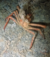 Paromola cuvieri