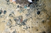 Hymedesmia