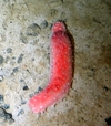 Parastichopus tremulus