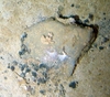 Cyclostomatida