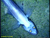 Abyssal lizardfish