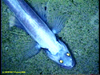 Abyssal lizardfish