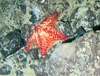 Porania pulvillus
