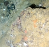 Ophiuroidae