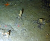 Porifera Tan Columnar
