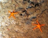 Henricia