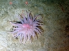 Bolocera tuediae