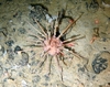 Cidaris cidaris