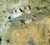 Unidentified