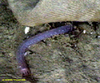 Chiritid sea cucumber