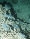 Sabellidae