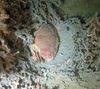 Brachyura