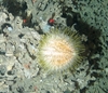 Echinus