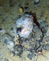 Reteporella