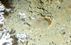 Ascidiacea
