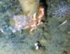 Porifera Orange Branching