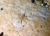 Unidentified
