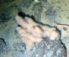 Porifera Orange Lobose
