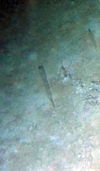 Pennatulacea