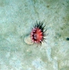 Actinauge richardi