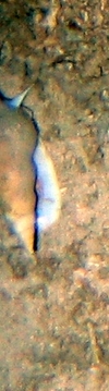 Buccinidae